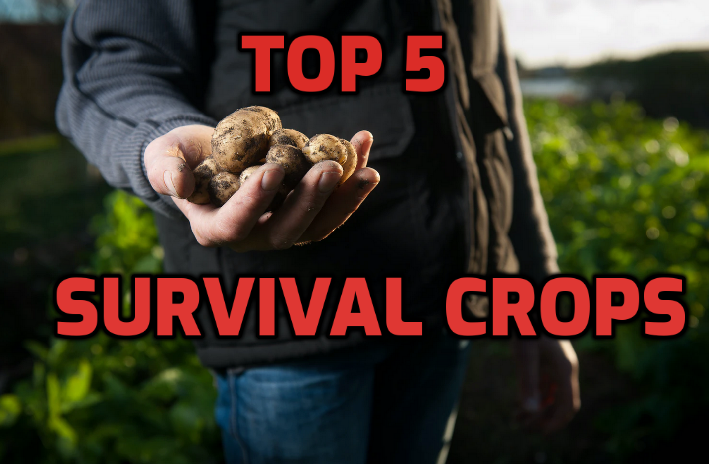 Top 5 Survival Crops to Grow During a Food Shortage